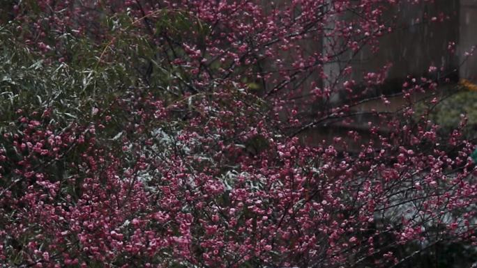 高清视频 杭州梅花欢喜漫天雪