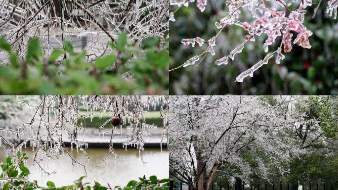 冻雨唯美镜头