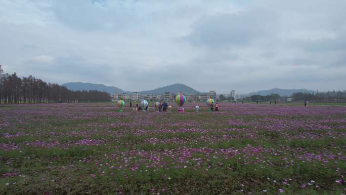 格桑花