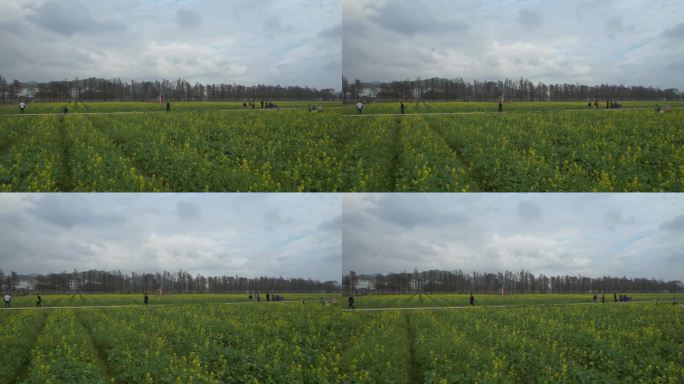 斗门五山新村油菜花