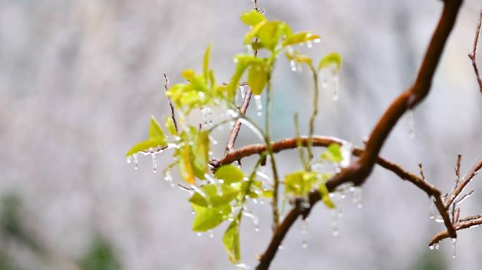 4K南方冰冻灾害冻雨结冰11