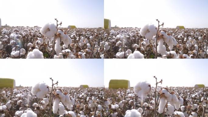 棉花采收 采棉机 棉田