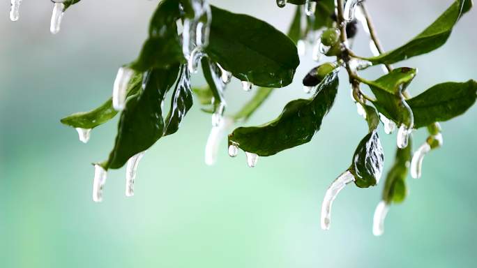 4K南方冰冻灾害冻雨结冰2