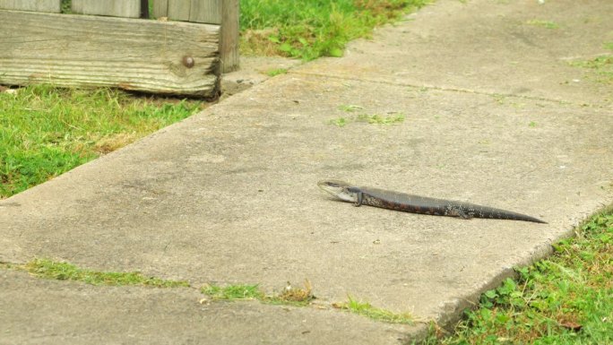 石板路上的蓝舌蜥蜴不动。白天阳光明媚，澳大利亚，吉普斯兰，马弗拉