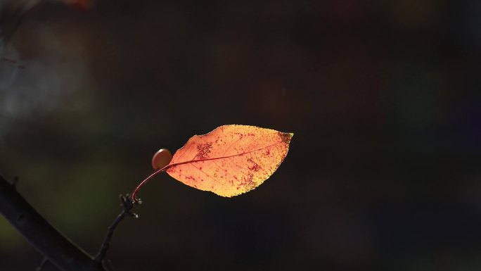 秋阳下逆光的树叶