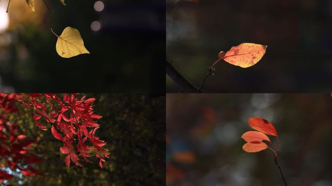 秋阳下逆光的树叶