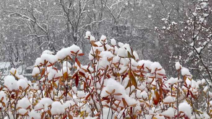 大雪纷飞 雪落枝头 4K 高清