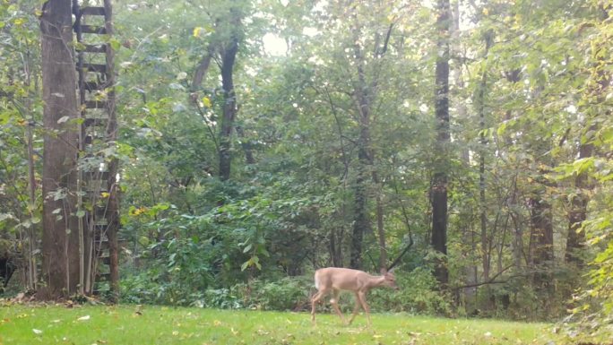 初秋，美国中西部，一只白尾鹿走过一片林中空地;可以看到通往猎鹿场的梯子;自然的概念，游戏相机，野生动