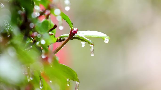 4K南方冰冻灾害冻雨结冰4