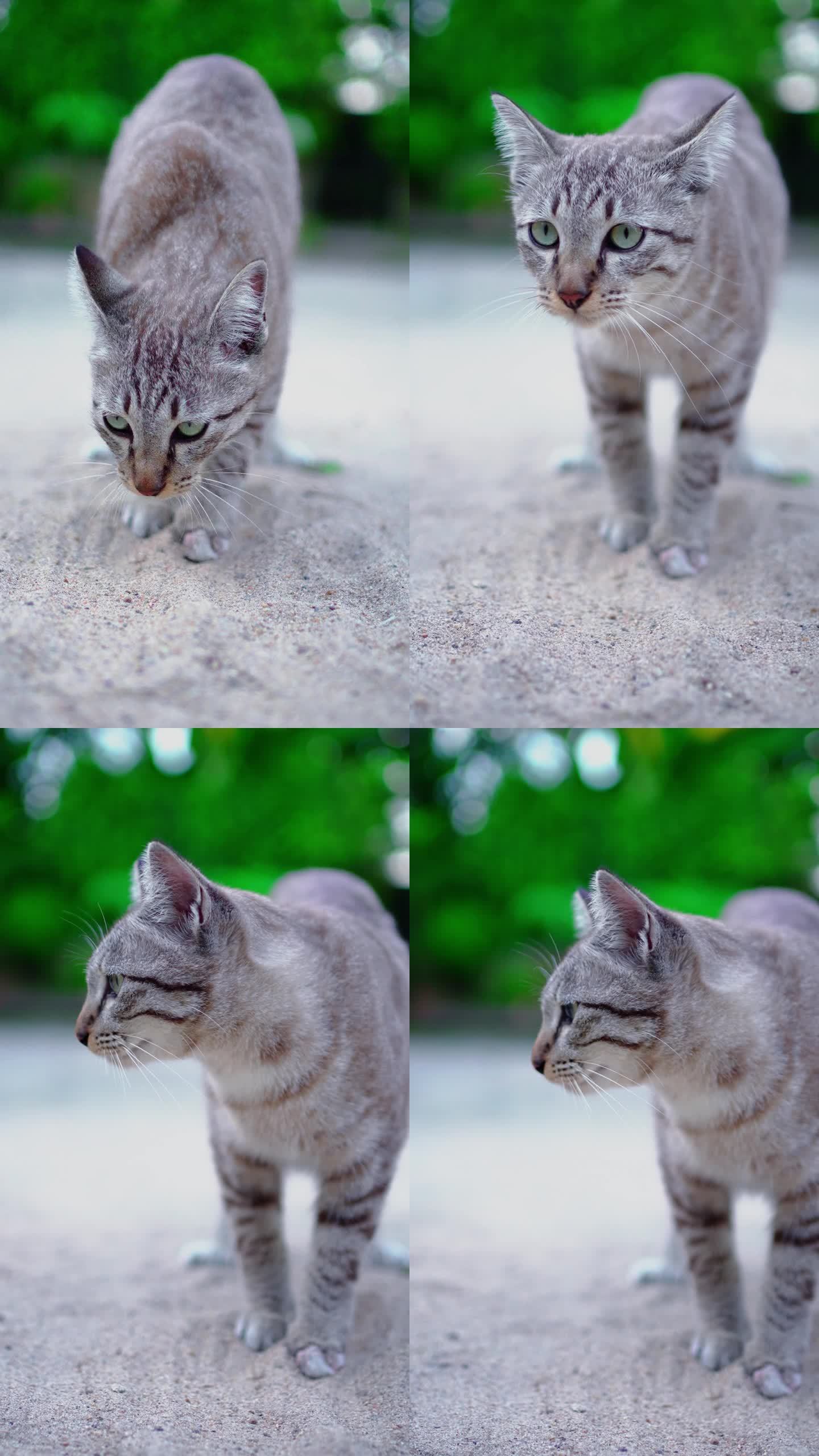 一只猫在沙子里寻找和挖掘尿尿或拉屎。