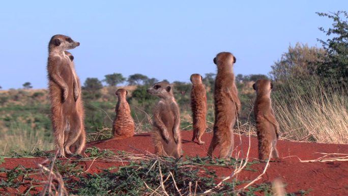 非洲南部喀拉哈里沙漠，一个亲密的猫鼬家族在晨曦中站在一起。