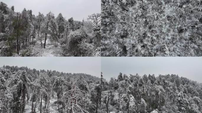 冰雪压断树枝