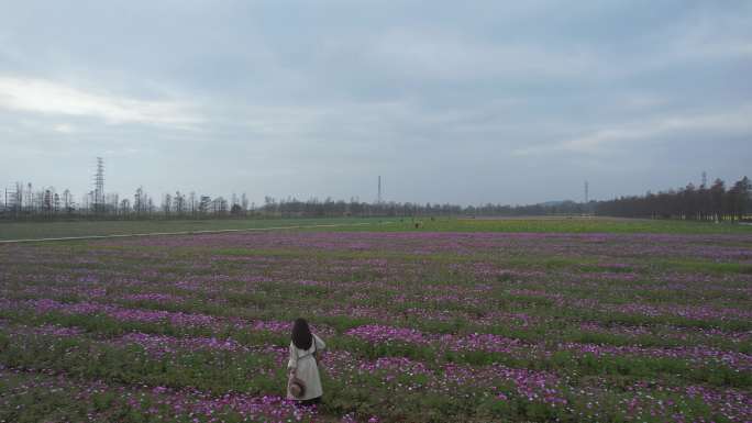 格桑花花海