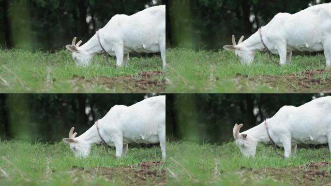 农场上吃草的白羊的前景草丛低拍