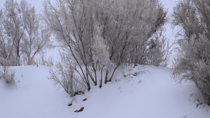 雾凇 雪花 下雪 树枝 雪景 树挂 特写