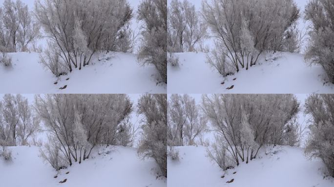 雾凇 雪花 下雪 树枝 雪景 树挂 特写