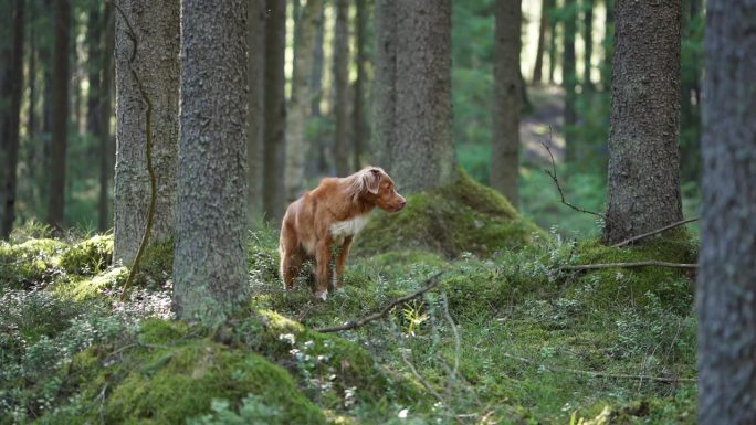 新斯科舍省的一只叫鸭寻回犬站在针叶林中长满青苔的小丘上，这是荒野的哨兵。