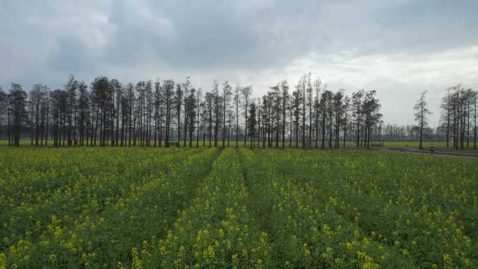 斗门五山新村油菜花