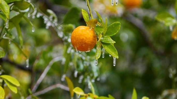 4K南方冰冻灾害冻雨结冰合集3