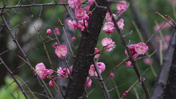 春雨春水 梅花开