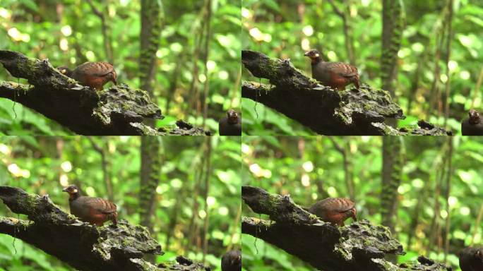 栗腹鹧鸪鸟在长满苔藓的圆木后面觅食