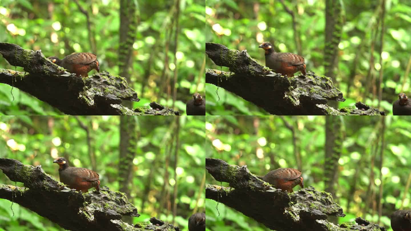 栗腹鹧鸪鸟在长满苔藓的圆木后面觅食