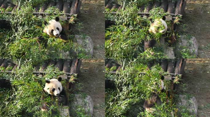 杭州香果大熊猫吃竹子视频