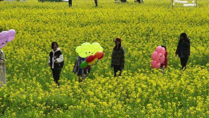 油菜花花海