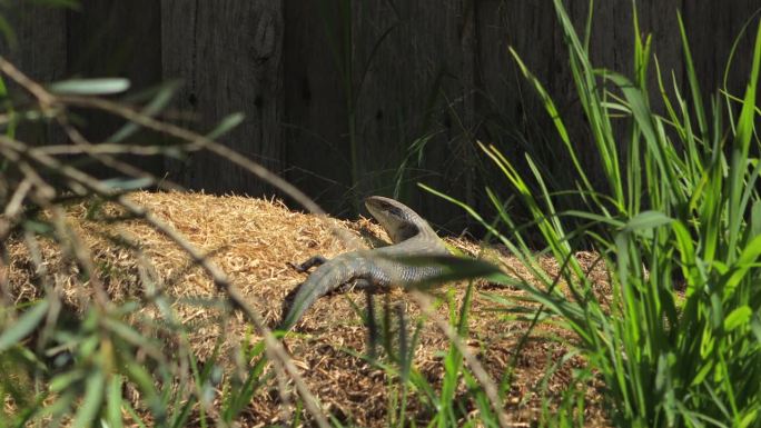 蓝舌蜥蜴在阳光下躺在干草堆上，看着镜头。白天阳光明媚，澳大利亚，吉普斯兰，马弗拉
