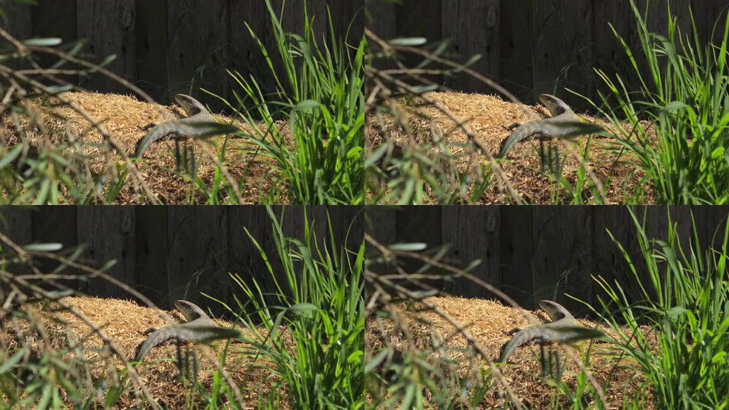 蓝舌蜥蜴在阳光下躺在干草堆上，看着镜头。白天阳光明媚，澳大利亚，吉普斯兰，马弗拉