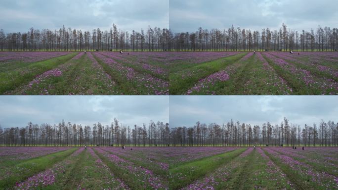 格桑花海