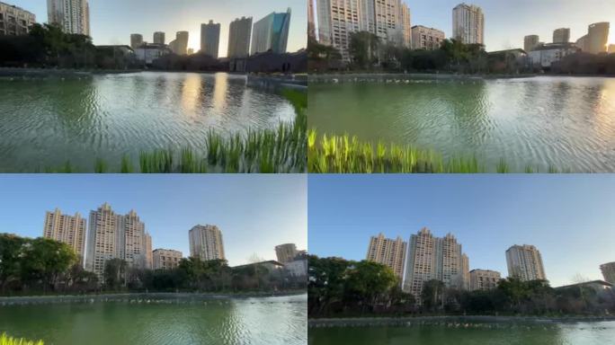 上海新天地太平湖的水草