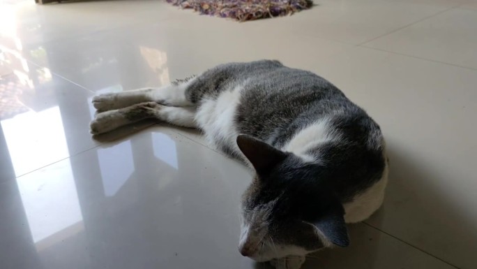 猫在地板上睡得很香