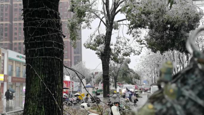 大雪，大雨，雪粒子，冰雪压断树枝