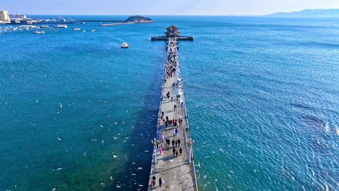 【海鸥】【栈桥】冬天青岛山东航拍
