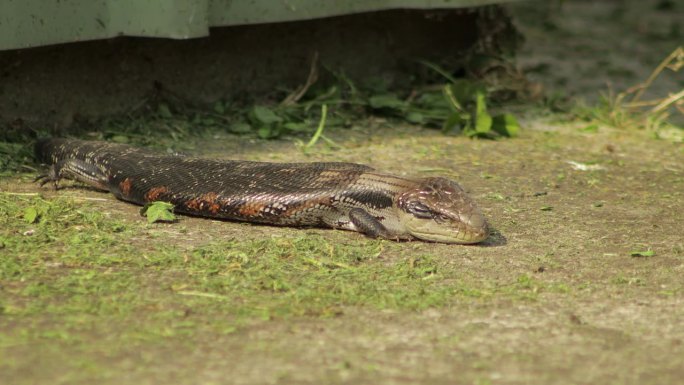 蓝舌蜥蜴眨了眨眼睛，闭上眼睛，躺在阳光下的小路上。白天阳光明媚，澳大利亚，吉普斯兰，马弗拉