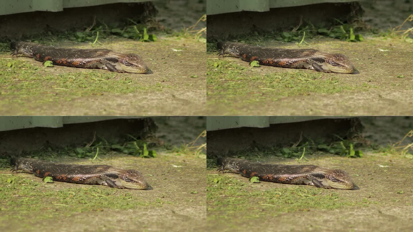 蓝舌蜥蜴眨了眨眼睛，闭上眼睛，躺在阳光下的小路上。白天阳光明媚，澳大利亚，吉普斯兰，马弗拉