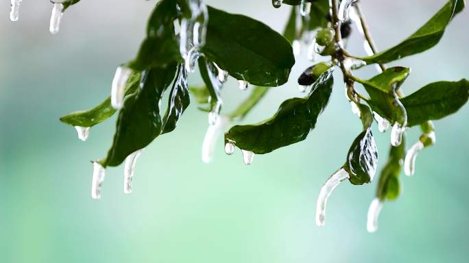 4K南方冰冻灾害冻雨结冰6