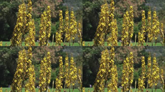 南非开普敦克尔斯滕博斯国家植物园里盛开的黄花。特写镜头
