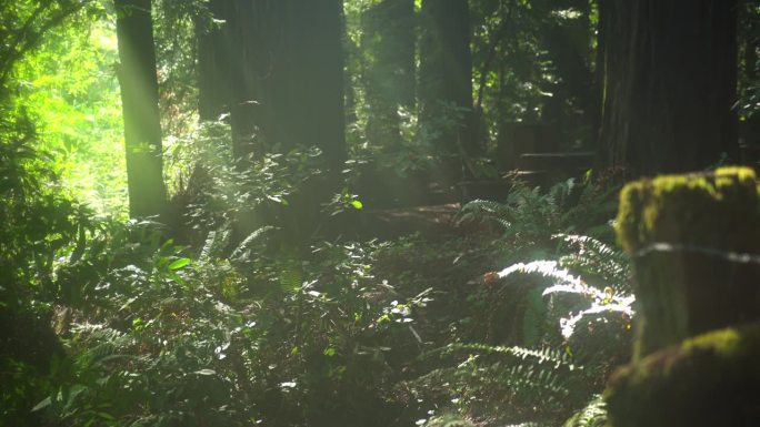 塞缪尔·泰勒州立公园内的绿叶和阳光