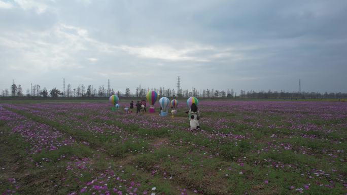 格桑花花海