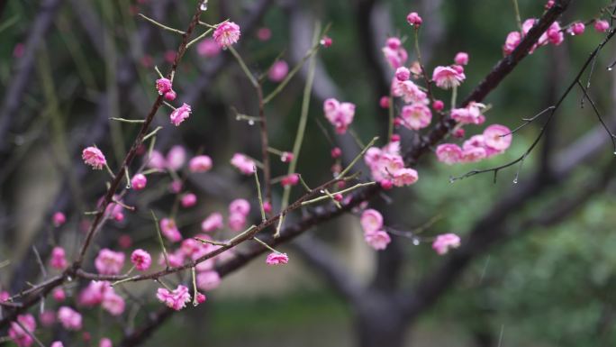 春雨春水 梅花开