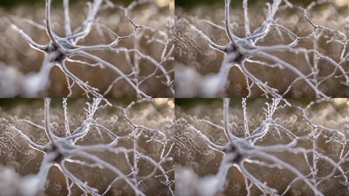 树枝枝干神经系统