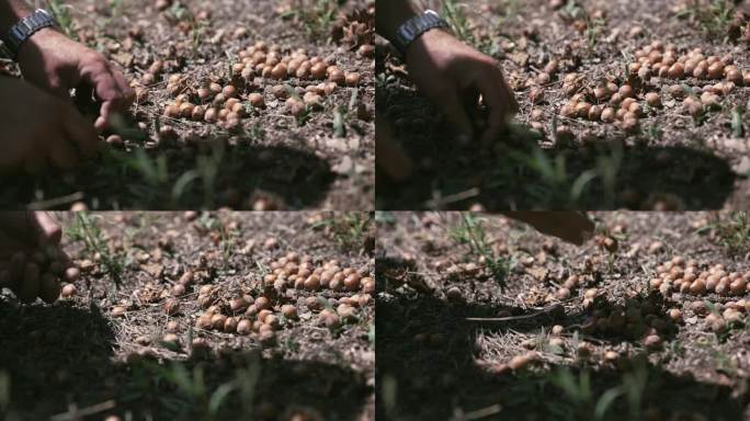 农民男子在采摘榛子时从地里摘下来，电影式的选择性聚焦镜头