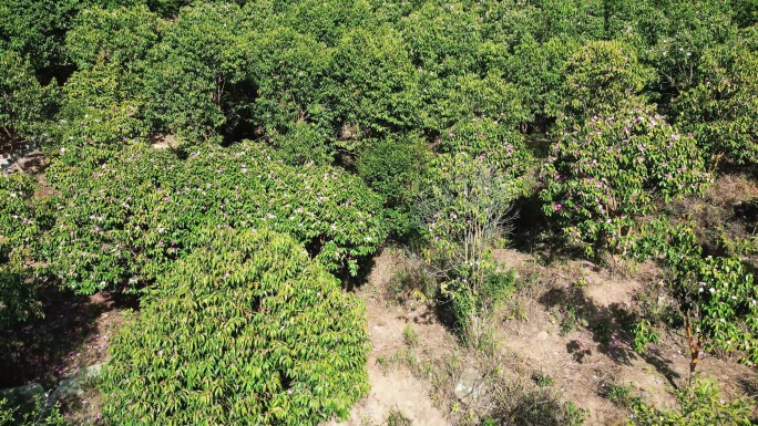 湖南怀化中坡山山茶花航拍