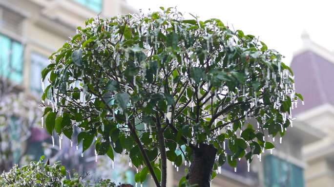 4K南方冰冻灾害冻雨结冰7