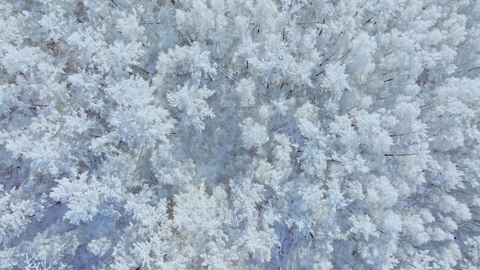 大兴安岭隆冬雪原雾凇雪凇美景