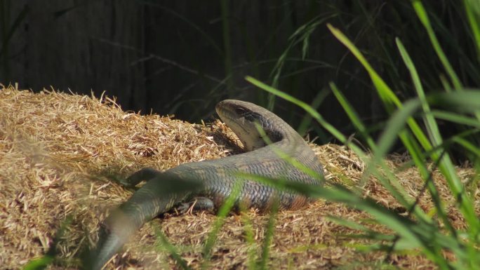 蓝舌蜥蜴在阳光下躺在干草堆上，看着镜头眨着眼睛。白天阳光明媚，澳大利亚，吉普斯兰，马弗拉