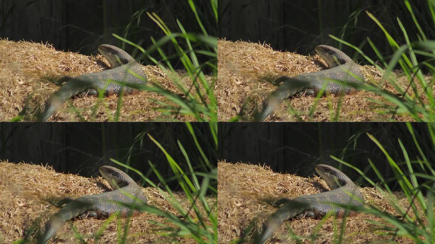 蓝舌蜥蜴在阳光下躺在干草堆上，看着镜头眨着眼睛。白天阳光明媚，澳大利亚，吉普斯兰，马弗拉