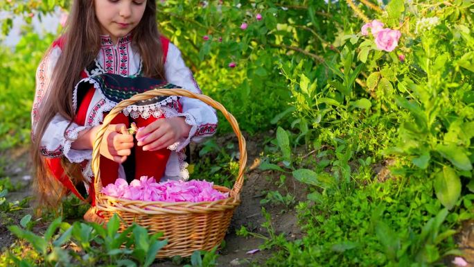 保加利亚含油玫瑰大马士革田和美丽的女人年轻的保加利亚女孩在民族民俗服装采摘玫瑰在一个篮子里清晨4k视